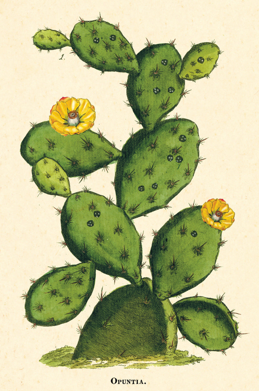 Cacti & Succulents Vintage Postcards by Cavallini & Co.