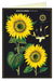 Cavallini & Co. Sunflower Blank Single Greeting Card