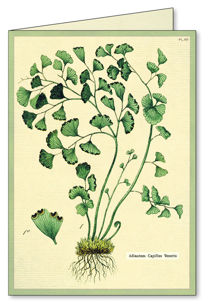 These colorful reproductions of  vintage botanical designs are truly without equal.