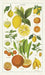 Lemons, limes, oranges, and tangerines are among the citrus fruits featured on Cavallini's Citrus Tea Towel. You don't have to be a  gardener to appreciate the beauty in these vintage botanical images. 