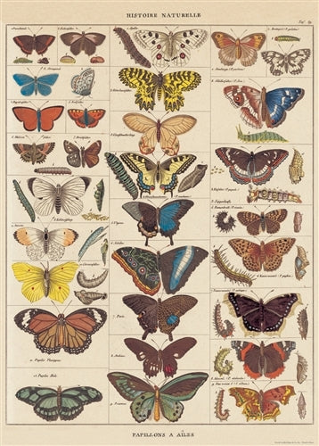 Cavallini & Co. Natural History Butterflies Decorative Paper