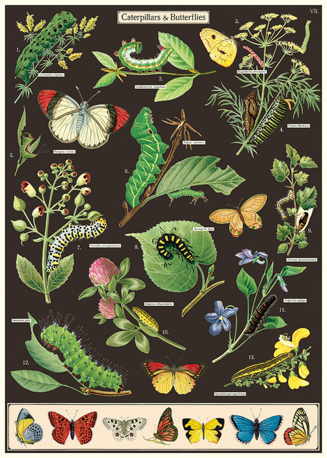 Cavallini & Co. Caterpillars & Butterflies Decorative Paper