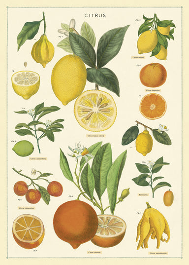Lemons, limes, oranges, and tangerines are among the citrus fruits featured on Cavallini's Citrus Chart Decorative Wrap. 