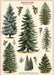Cavallini & Co. Christmas Trees Decorative Wrap