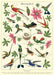 Cavallini & Co. Hummingbirds Decorative Paper