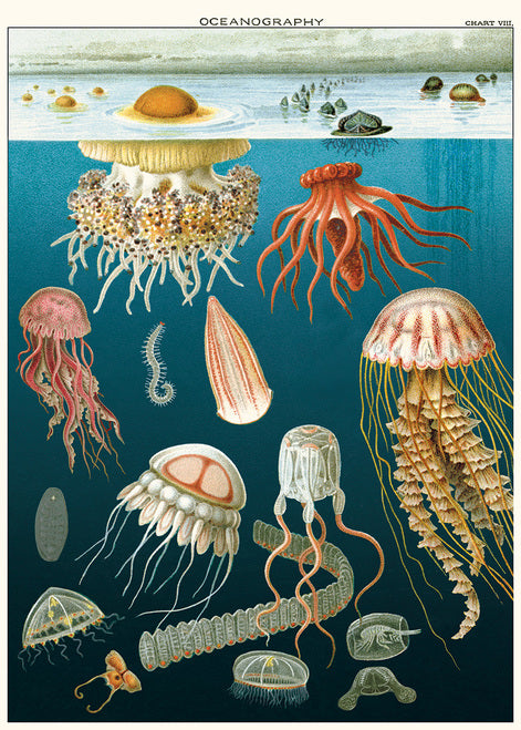 Cavallini & Co. Jellyfish Decorative Paper