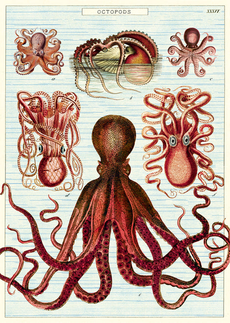 Cavallini & Co. Octopods Decorative Paper