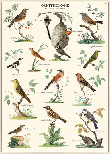 Cavallini & Co. Ornithology Decorative Paper