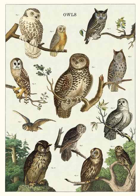 Cavallini & Co. Owl Chart Decorative Paper