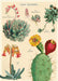 Succulents No. 2 features beautiful vintage cacti and succulent images- it can be used as gift wrap for a cactus loving friend, embellishment to your next project, or a wall hanging decoration.