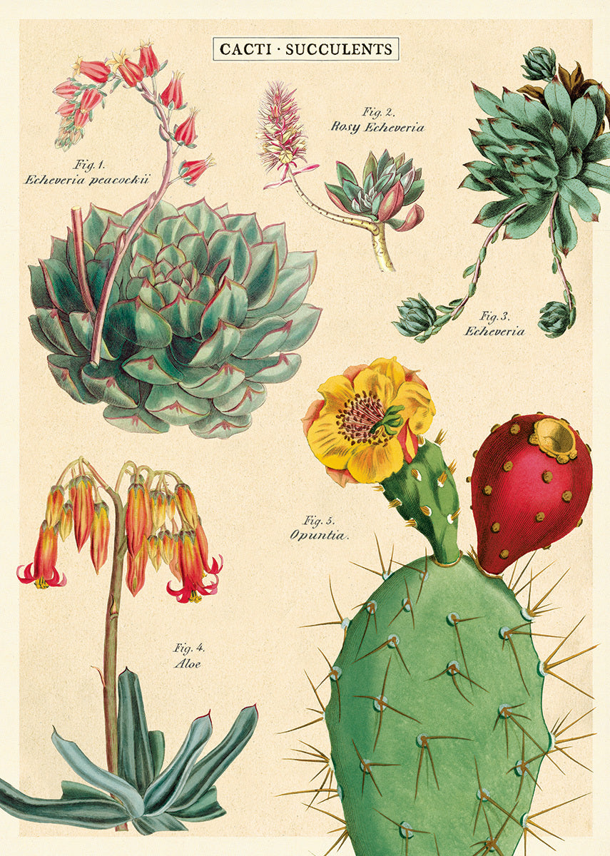 Succulents No. 2 features beautiful vintage cacti and succulent images- it can be used as gift wrap for a cactus loving friend, embellishment to your next project, or a wall hanging decoration.