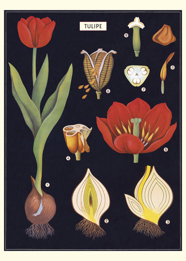 Beautifully painted botanical images of variegated tulips on a dark background adorn this wrap by Cavallini & Co.