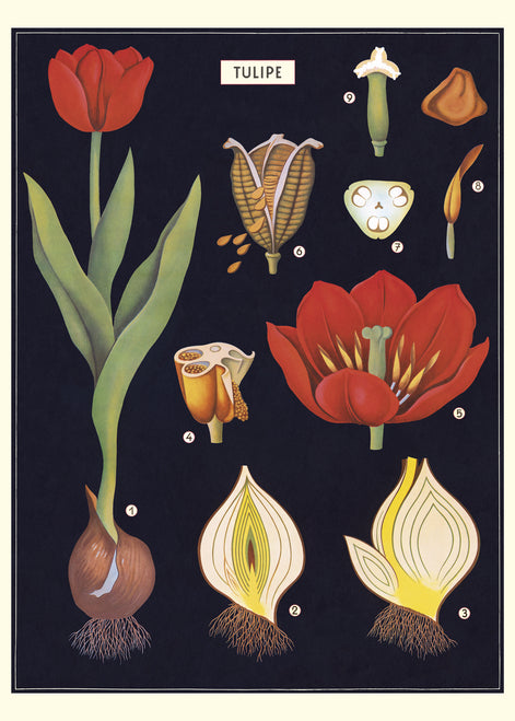 Cavallini & Co. Tulip Decorative Paper