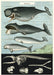 Cavallini Whale Chart Decorative Wrap features a vintage reproduction of an image of whales. Use it for decoration or gift wrap. 