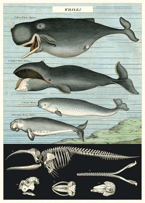 Cavallini & Co. Whale Chart Decorative Paper
