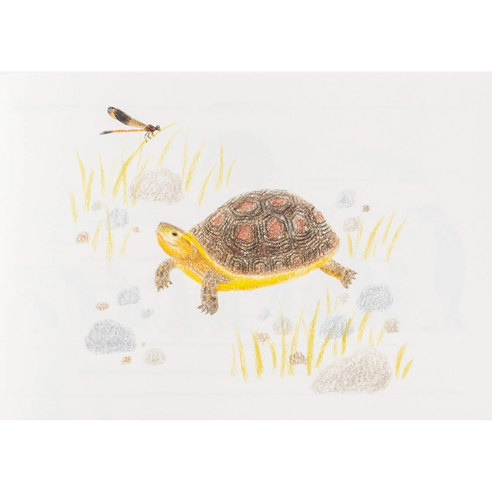 100 Writing & Crafting Papers of Animals - detail of turtle page