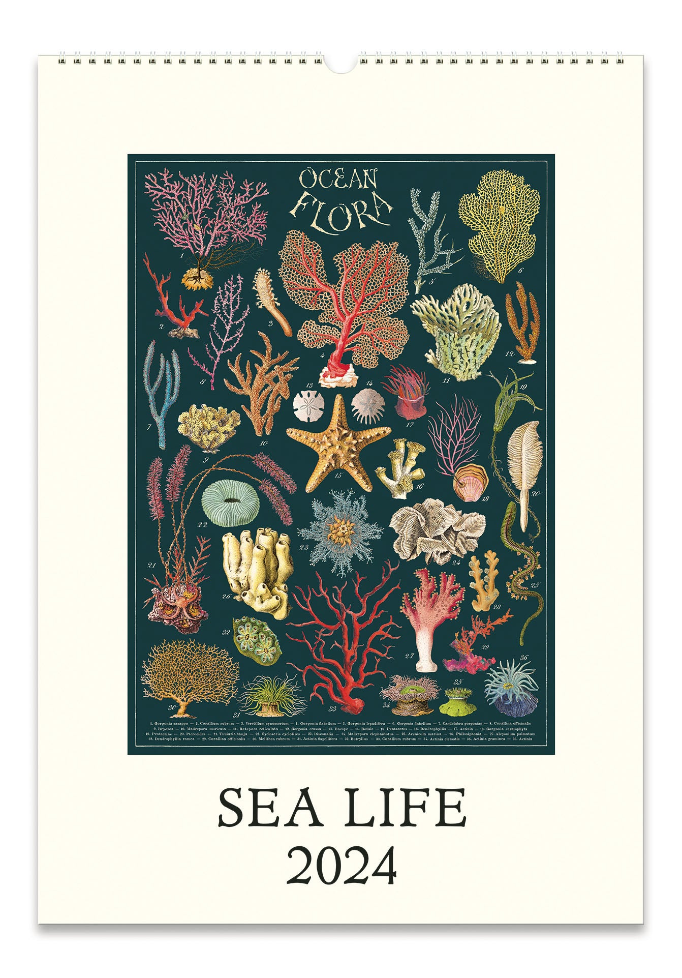 Image of NEW for 2024 Cavallini & Co. Sea Life Wall Calendar