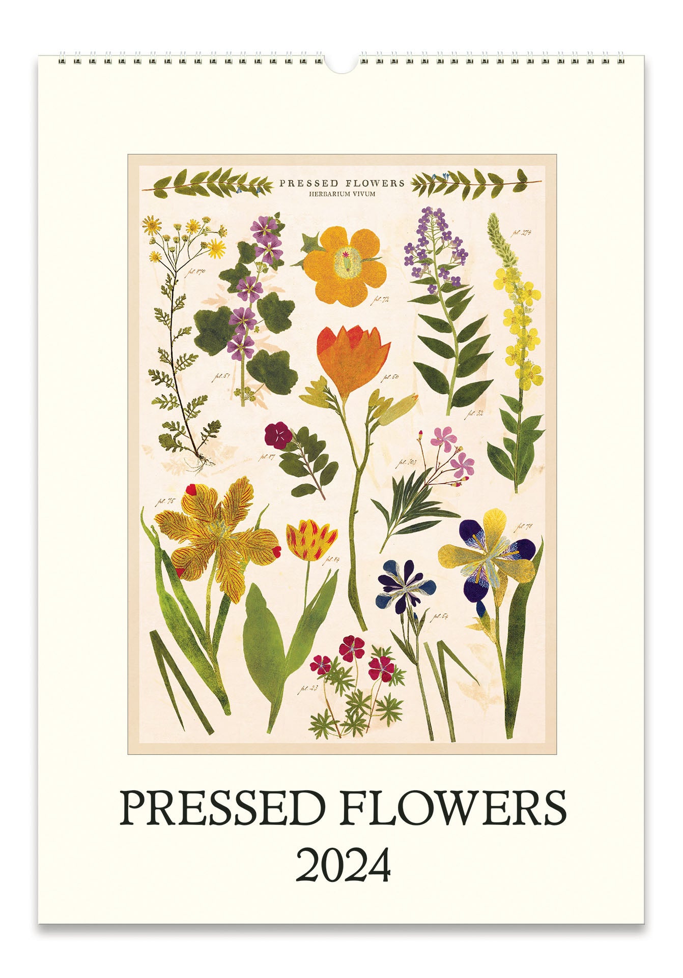 Image of  2024 Cavallini & Co. Pressed Flowers  Wall Calendar
