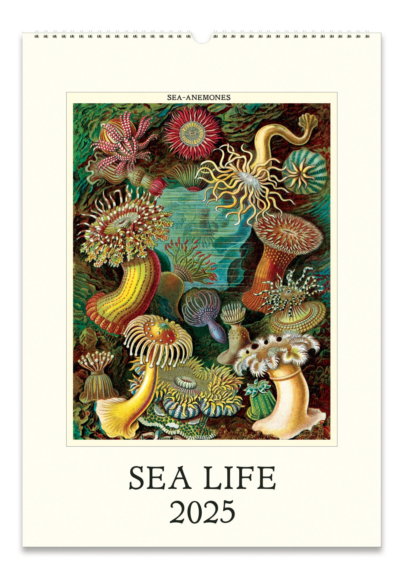 2025 Cavallini & Co. Sea Life Wall Calendar front cover image