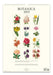 2025 Cavallini & Co. Botanica Wall Calendar back cover