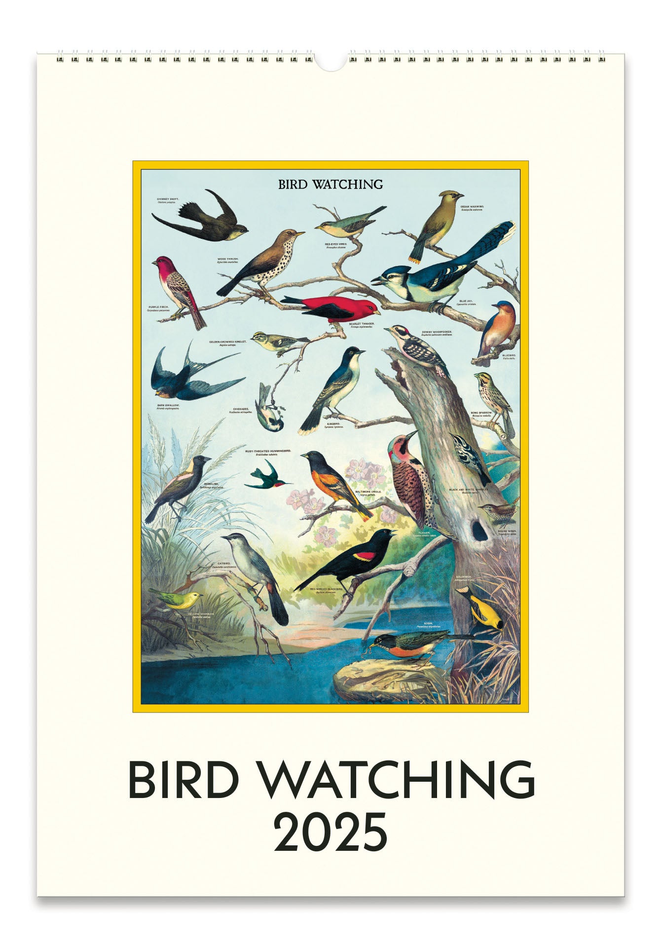 NEW for 2025! Cavallini & Co. Birdwatching Wall Calendar front cover image