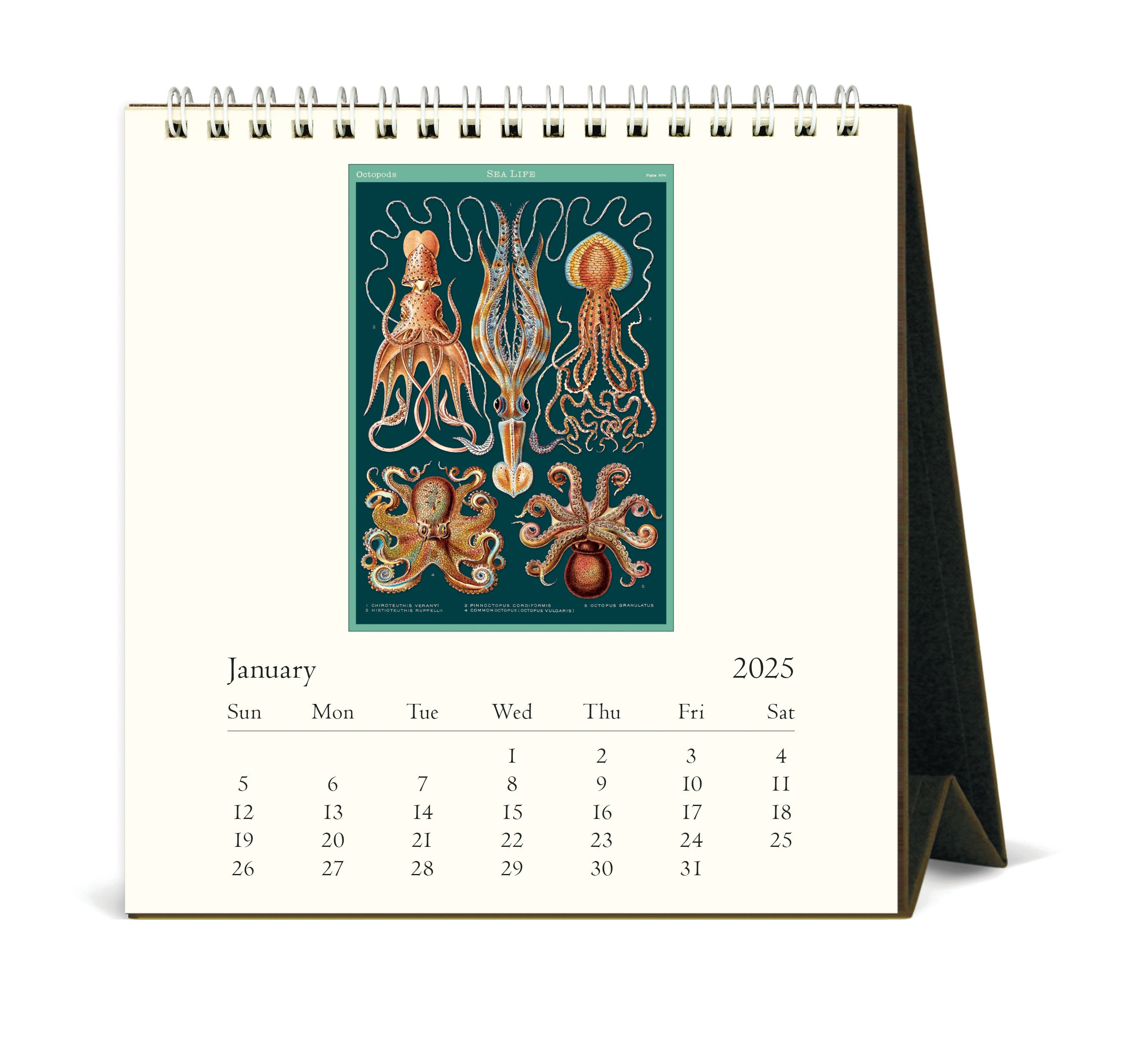 2025 Cavallini & Co. Sea Life Desk Calendar- January page image.