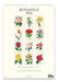 2026 Cavallini & Co. Botanica Wall Calendar back cover image 