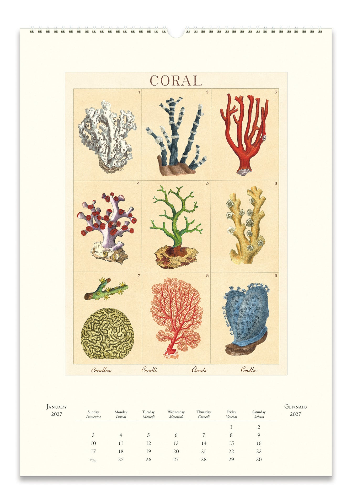 A vintage-style coral calendar page featuring a grid of illustrated corals under the title 'CORAL' on a cream background, with a small calendar grid at the bottom.