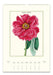 Example calendar page featuring a large botanical illustration of a pink peony flower with green leaves on an off-white background. The page includes a date grid for January through October 2027 and the title 'PARNERIA MOUTON' at the top of the flower illustration.