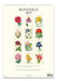 Calendar back cover with illustrations of flowers titled 'Botanica 2027' on a white background.