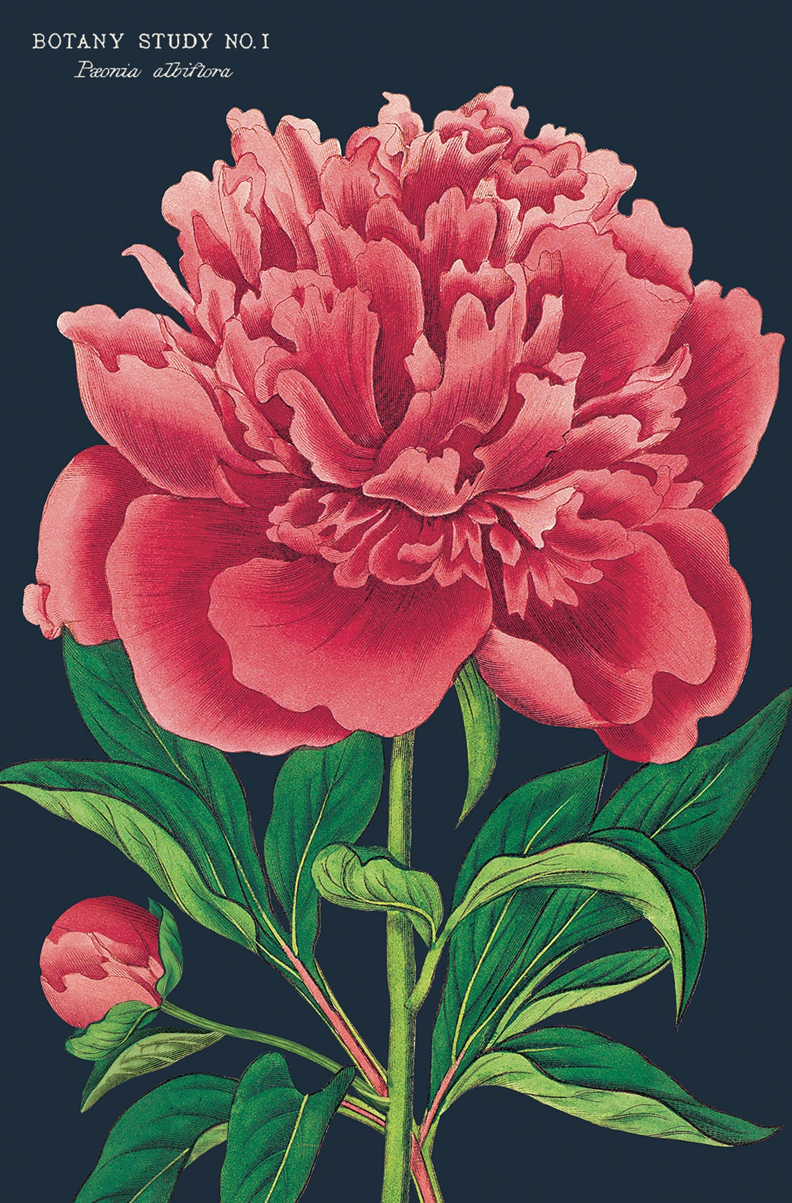 Botanica Vintage Postcards by Cavallini & Co.