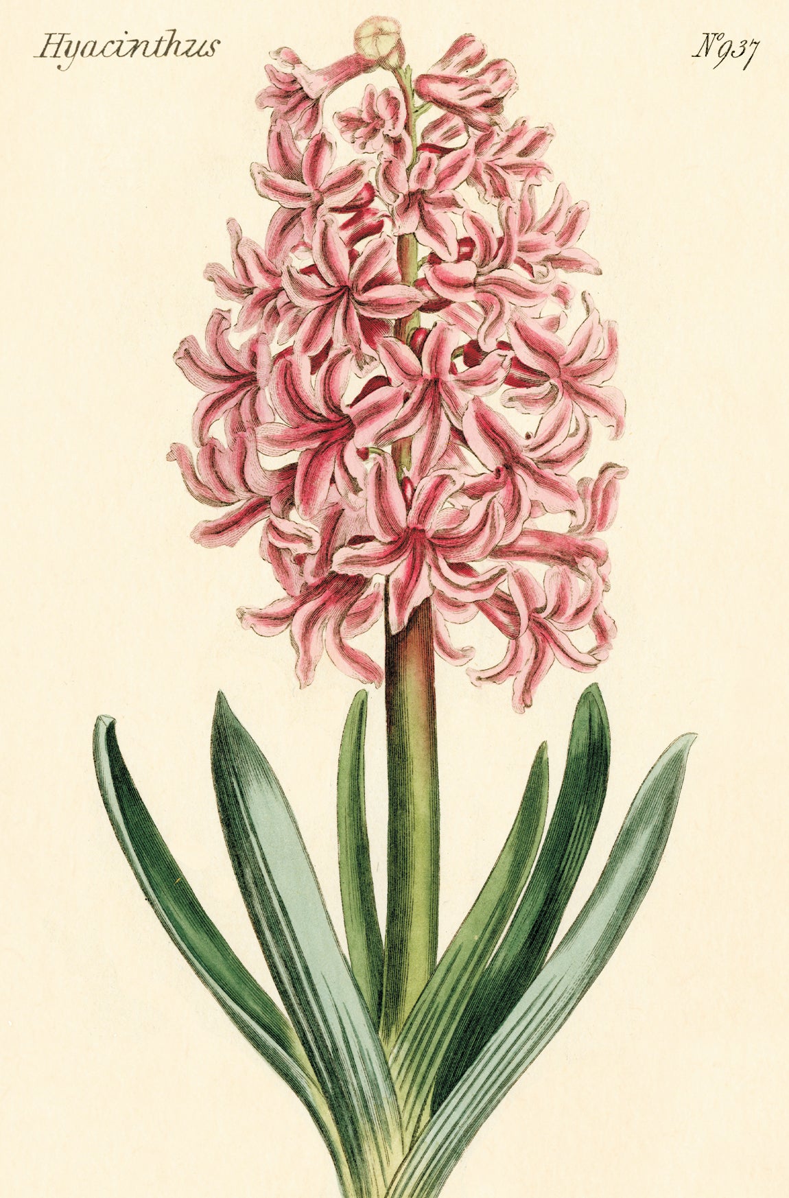 Botanica Vintage Postcards by Cavallini & Co.