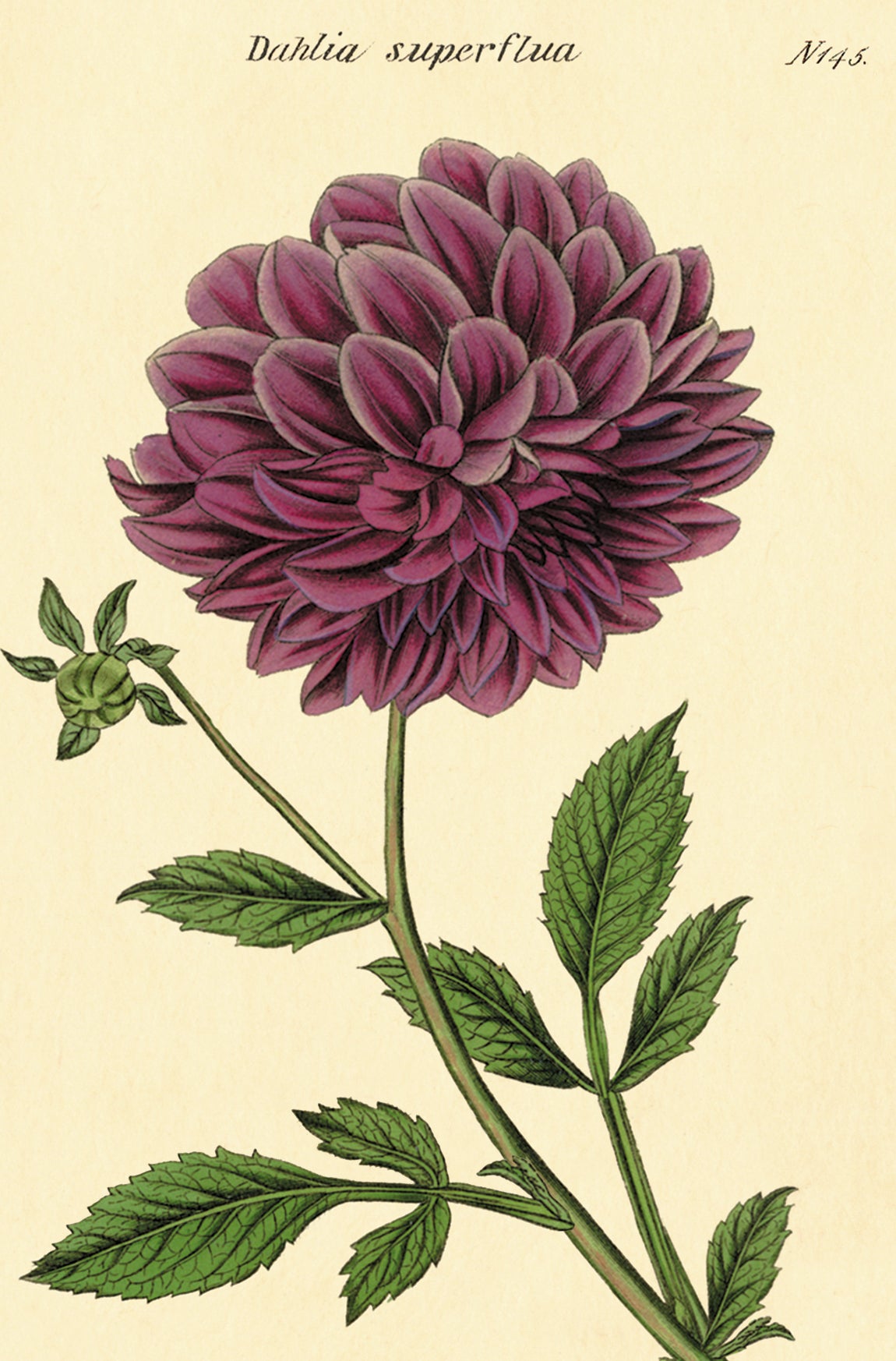 Botanica Vintage Postcards by Cavallini & Co.