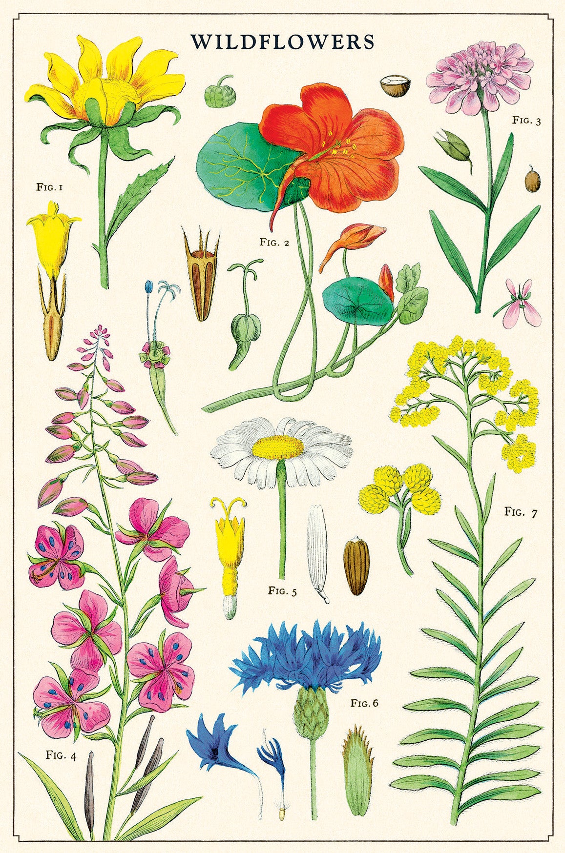 Wildflowers Version 2 Vintage Postcards by Cavallini & Co.