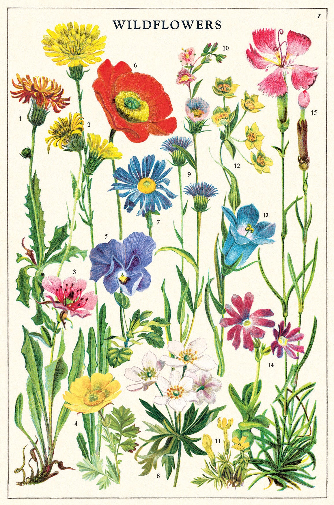 Cavallini Puzzle Cavallini & Co. Wildflowers 2 Vintage Postcard Set Cavallini & Co. Botany Vintage Postcard Set Up Instructions