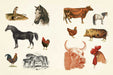 Illustrations of various animals including horses, cows, chickens, and pigs on a beige background.
