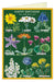 Cavallini & Co. Wildflowers Single Blank Birthday Card with illustrations of various flowers on a green background
