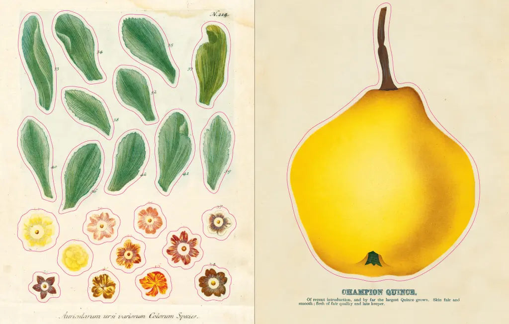John Derian Sticker Book example pages- Illustration of a yellow pear with leaves and flowers on a beige background