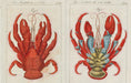 John Derian Sticker Book example pages- Illustration of a red crab with detailed claws on a white background