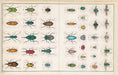 John Derian Sticker Book example pages- Illustrations of various insects on a ight colored background.