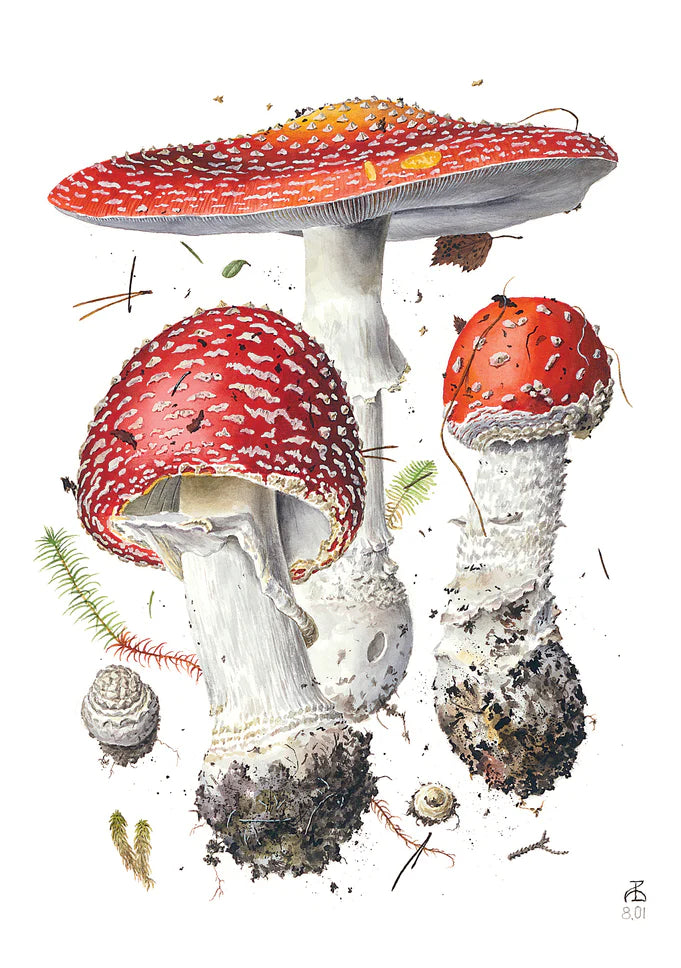 Mushrooms: Alexander Viazmensky Boxed Notecard Assortment