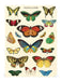 Cavallini & Co. Butterflies Mini Notebook Set- papillons cover