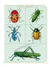 Image of Cavallini & Co. Bugs & Insects Mini Notebook Set cover