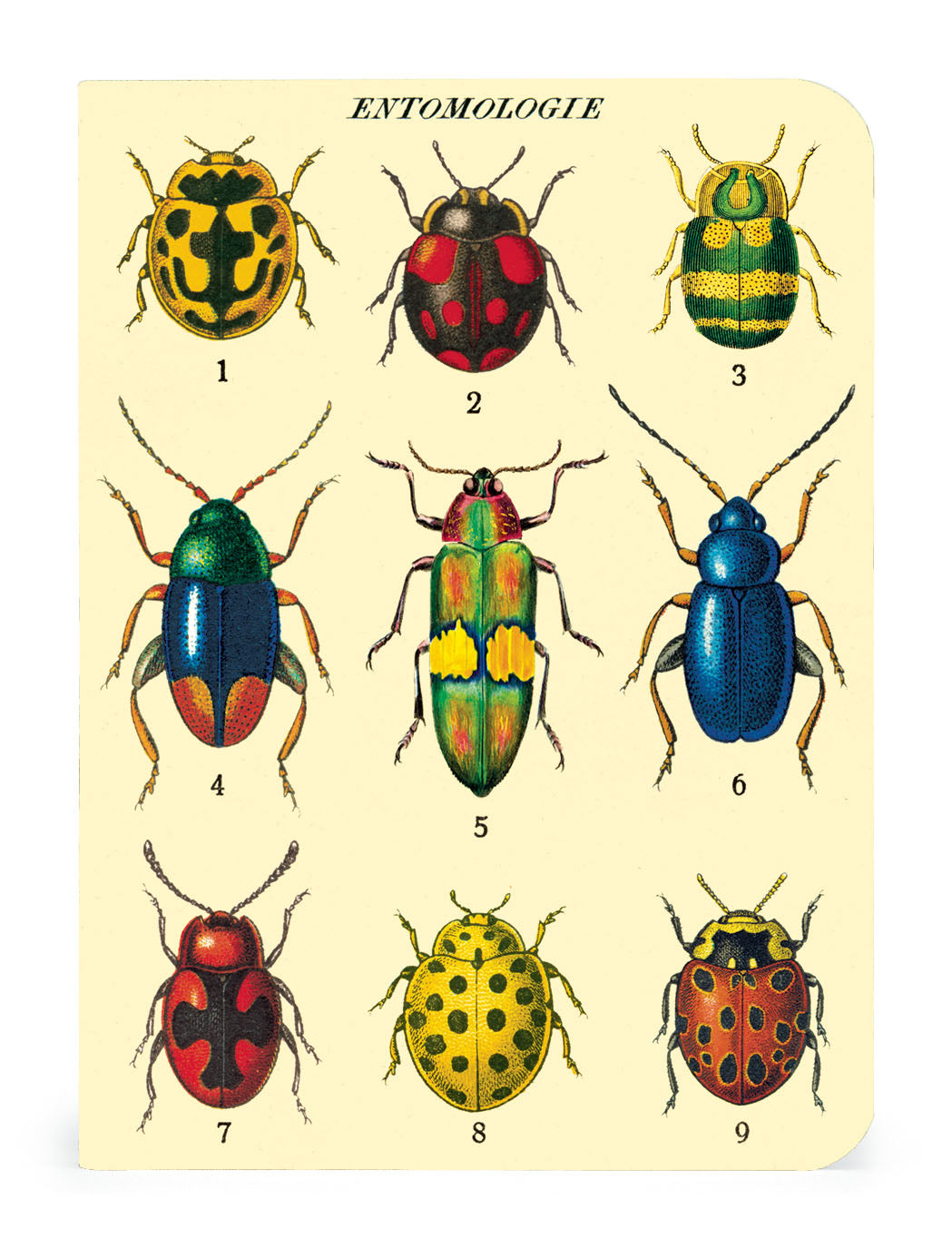Image of Cavallini & Co. Bugs & Insects Mini Notebook Set entomologie cover