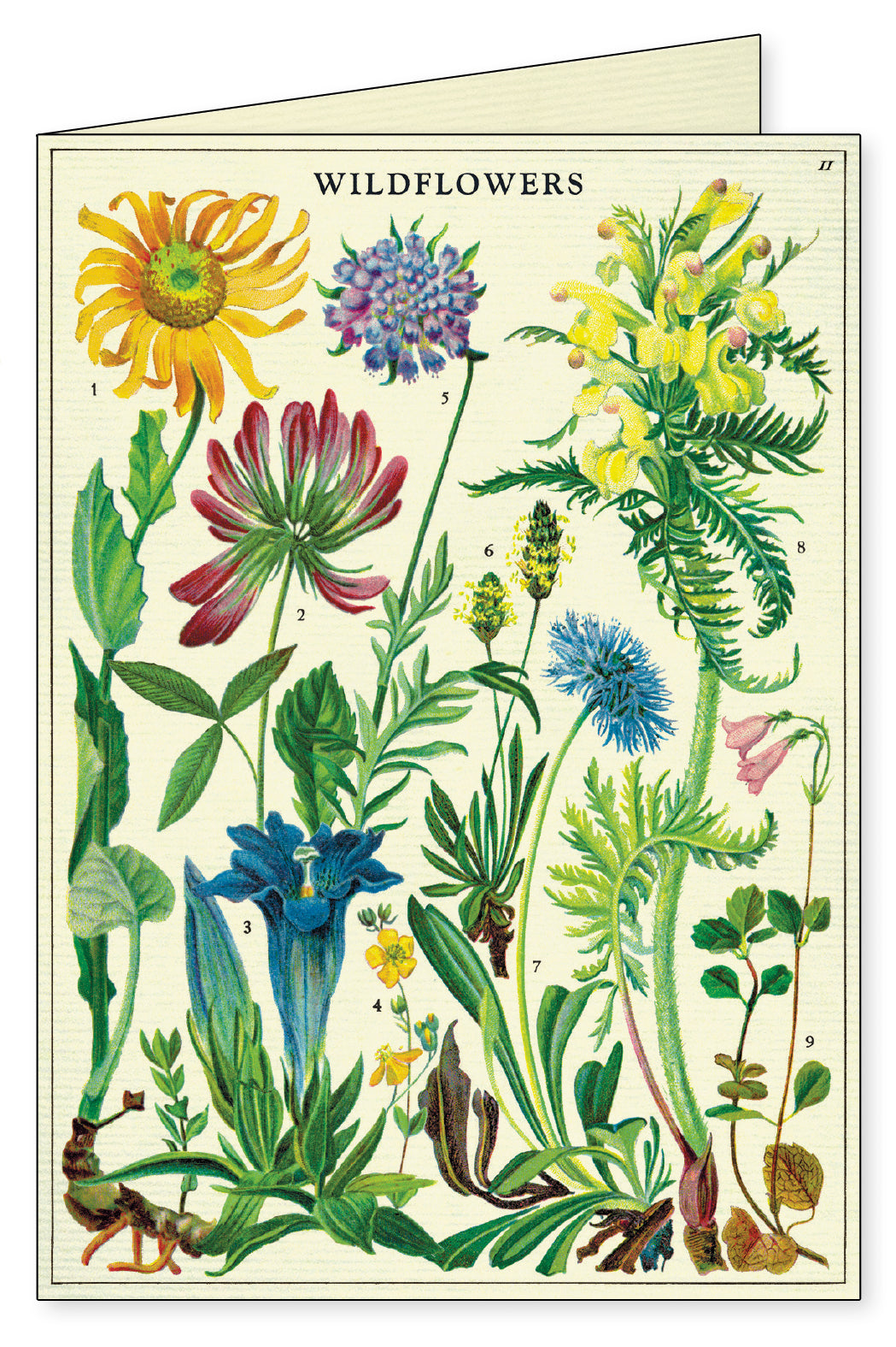 Boxed notecards by Cavallini & Co. are perfect for everyday greetings, as a thank you card, or as a gift card.