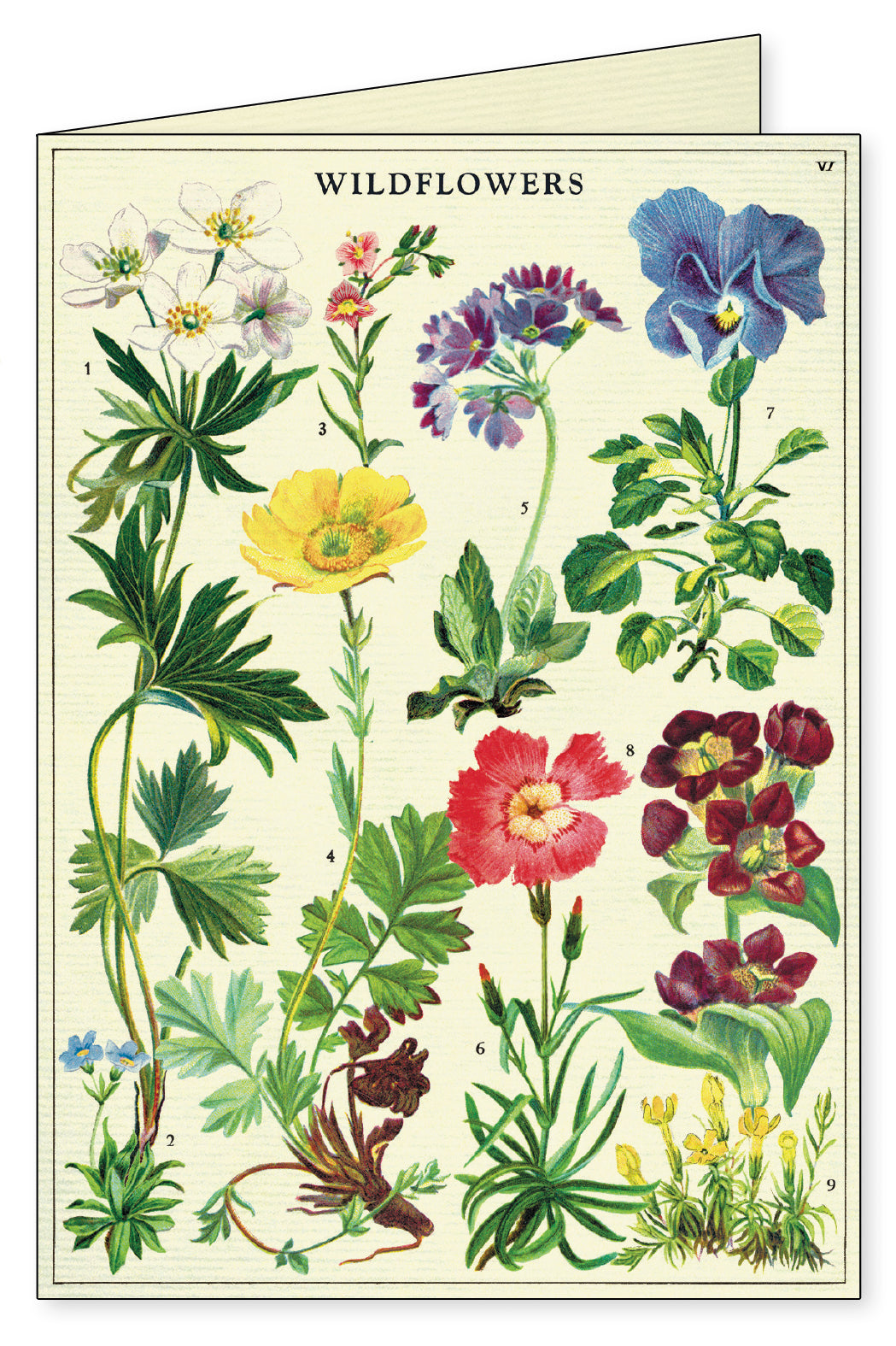 Cavallini & Co. Wildflowers Boxed Notecards
