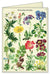 Cavallini & Co. Wildflowers Boxed Notecards