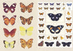The Curious Collections Sticker Book- example pages of vintage butterfly stickers