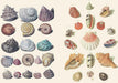 The Curious Collections Sticker Book- example pages of vintage stickers- sea shells.