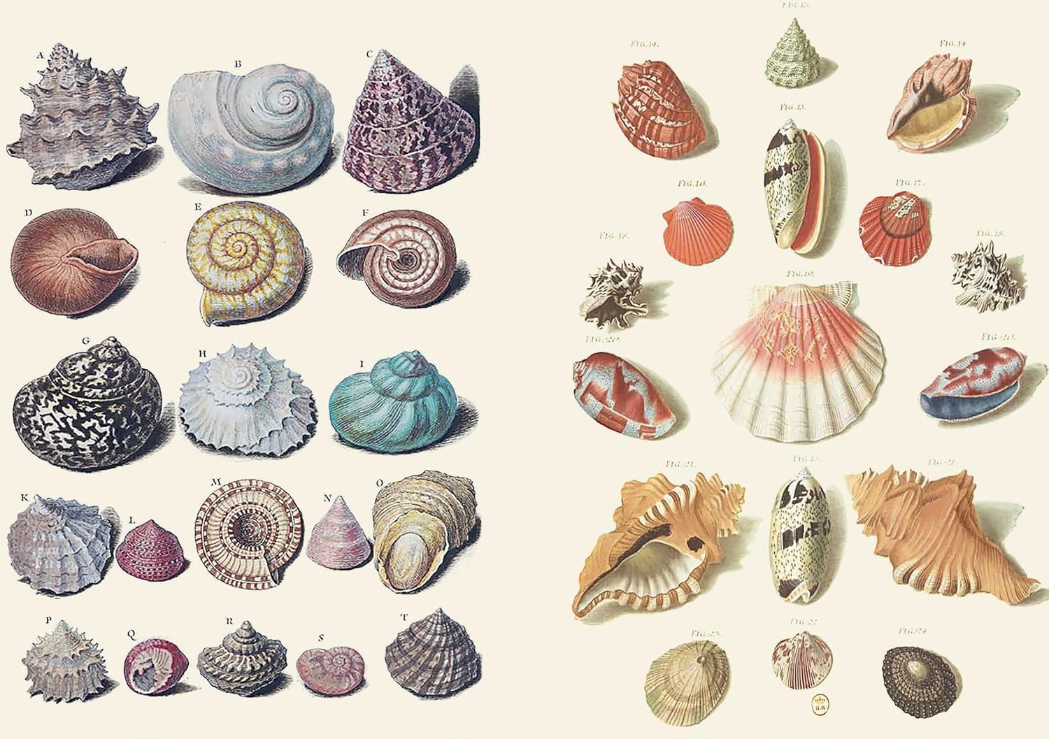 The Curious Collections Sticker Book- example pages of vintage stickers- sea shells.